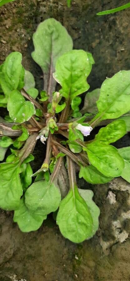 Mazus pumilus 6