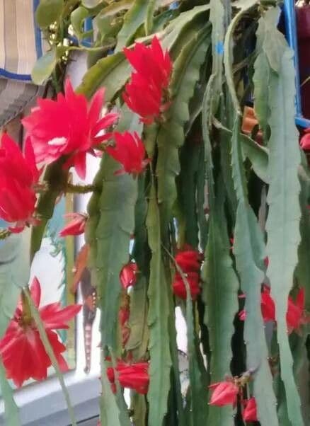 Disocactus 19