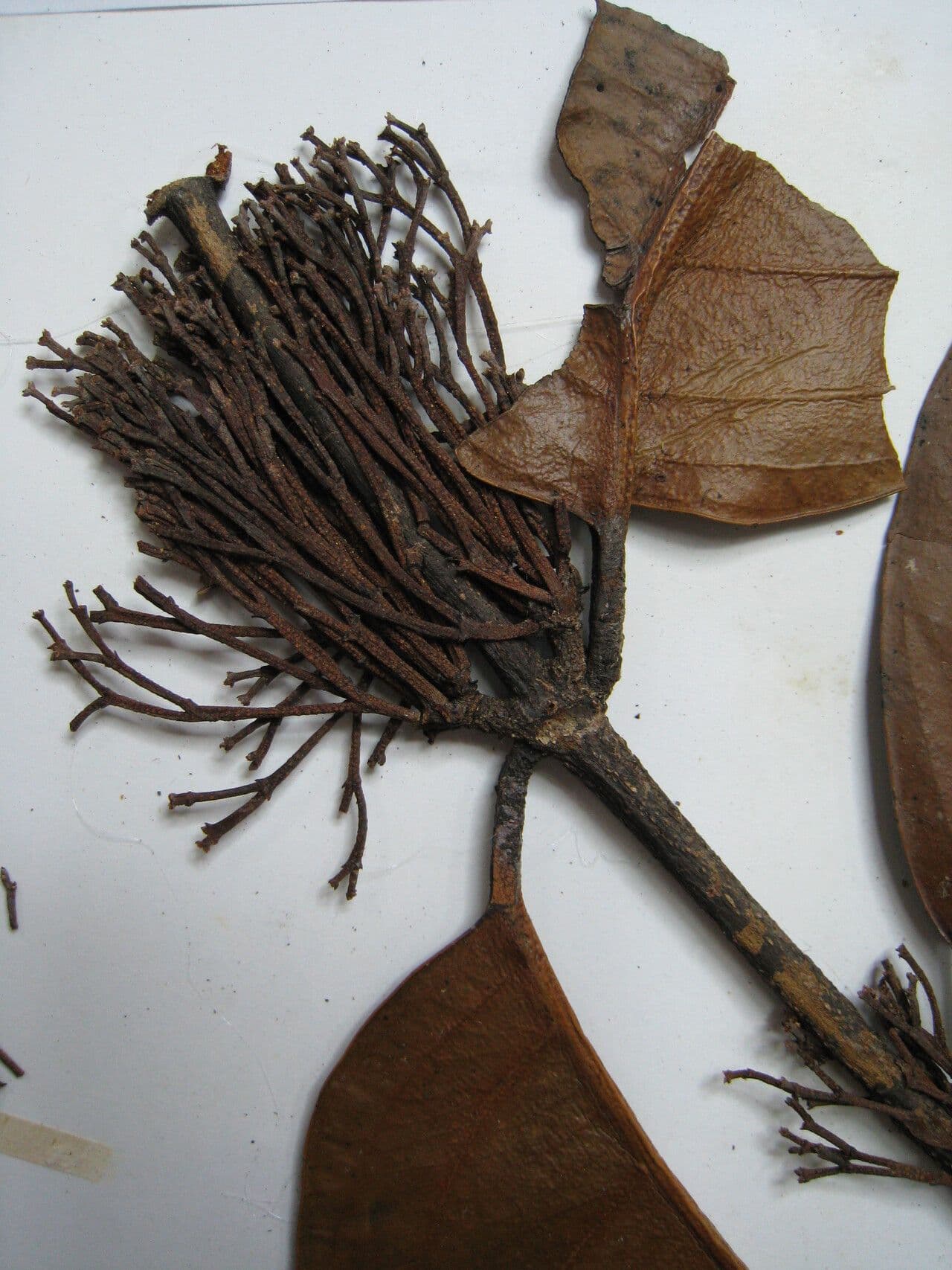Cheiloclinium 3