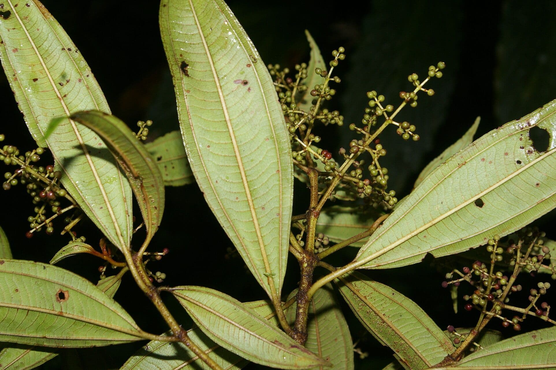 Miconia 8