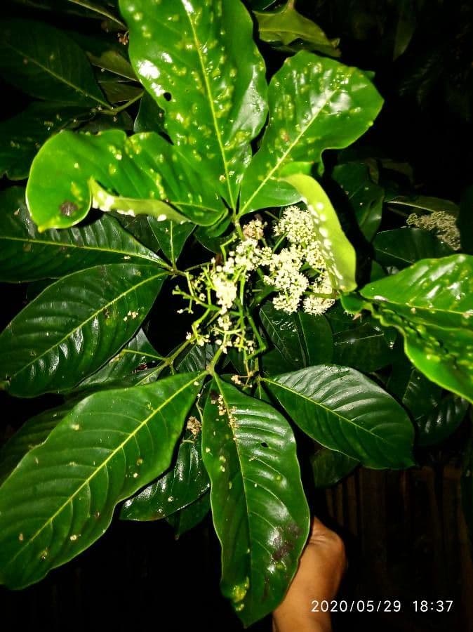 Cabbagetree 15