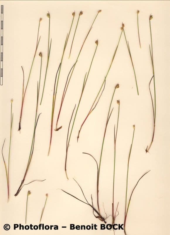 Jonc des marais 10