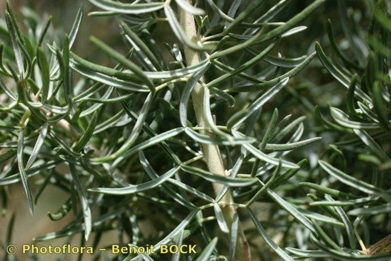 Adenocarpus decorticans 12