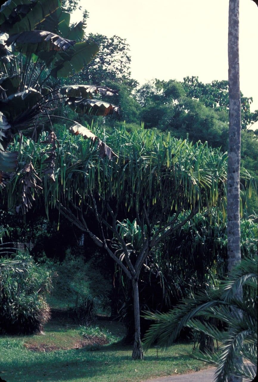 Pandanus 3