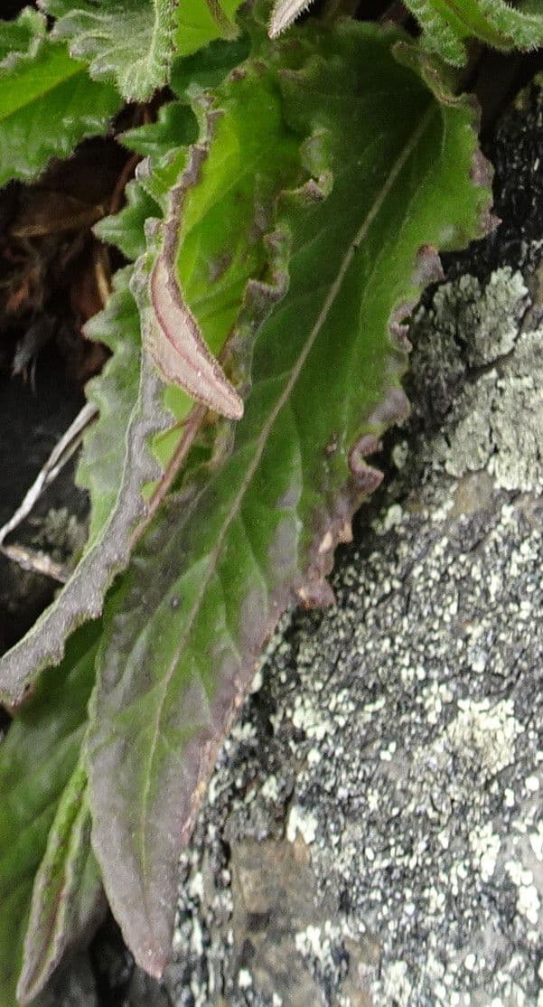 Senecione 11
