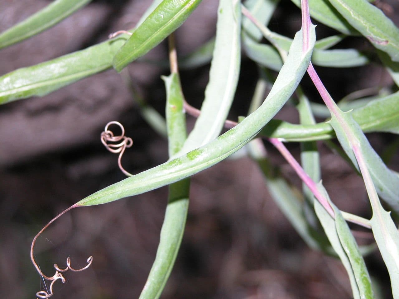 Mutisia 11