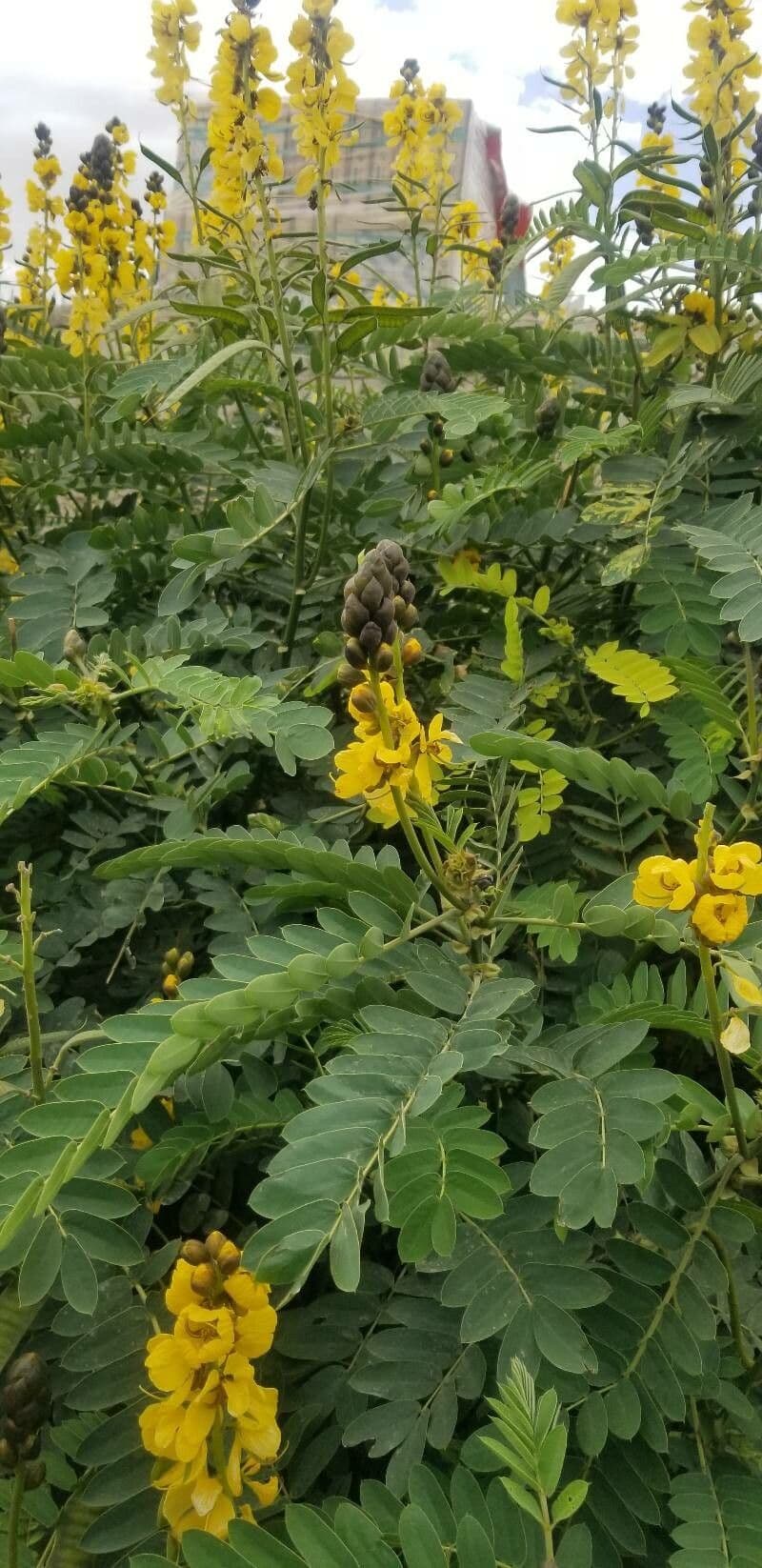 Senna didymobotrya 2