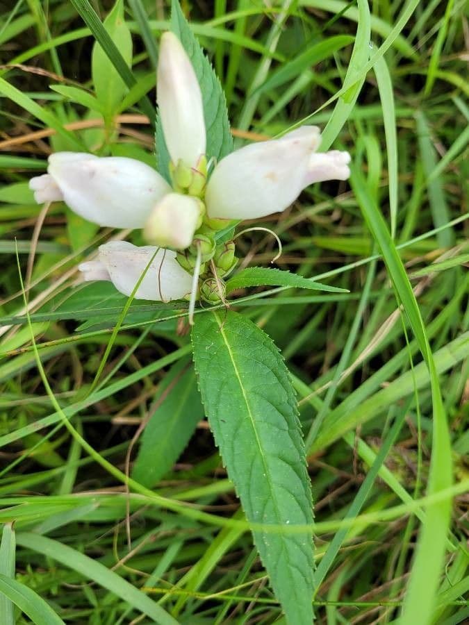 Chelone glabra 15