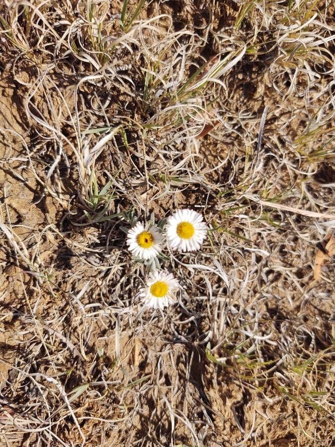 Erigeron composto 4