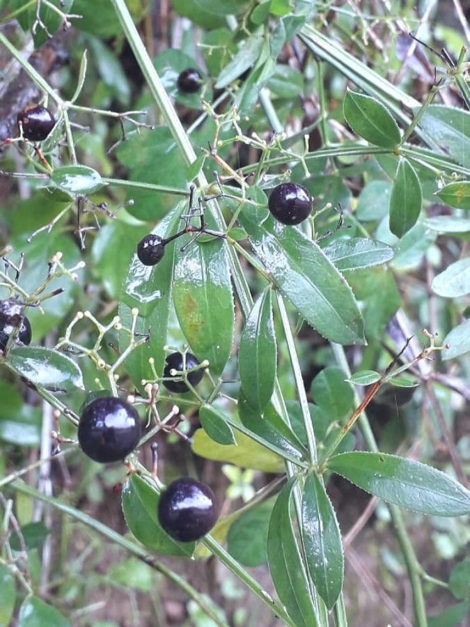 Wild madder