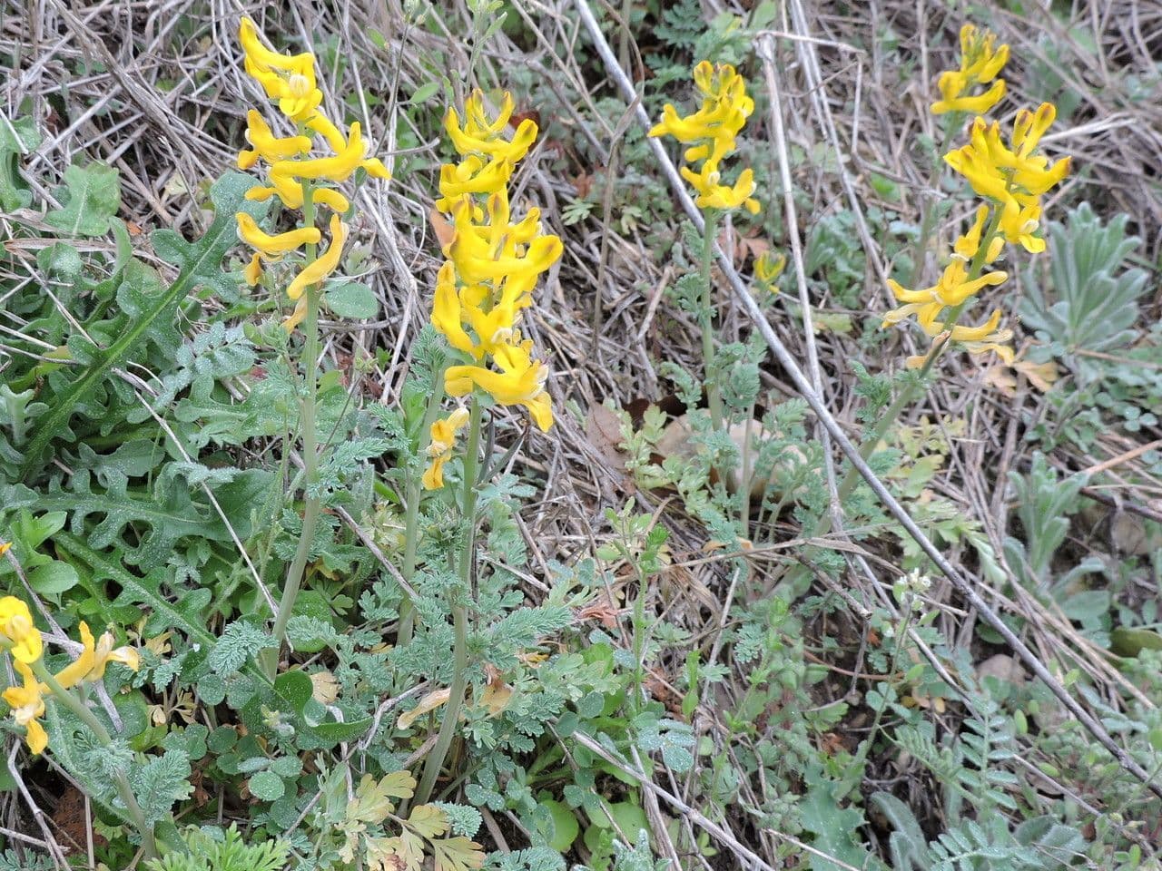 Corydalis dorada 8