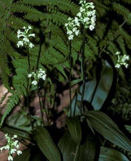 Platanthera clavellata 2