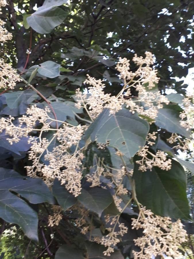 Chinesischer Flaschenbaum 8