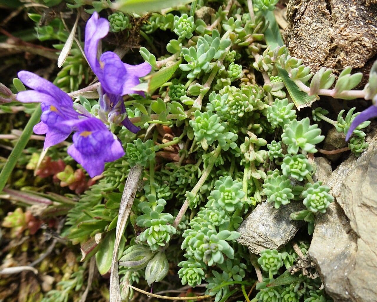 Linaria alpina 28
