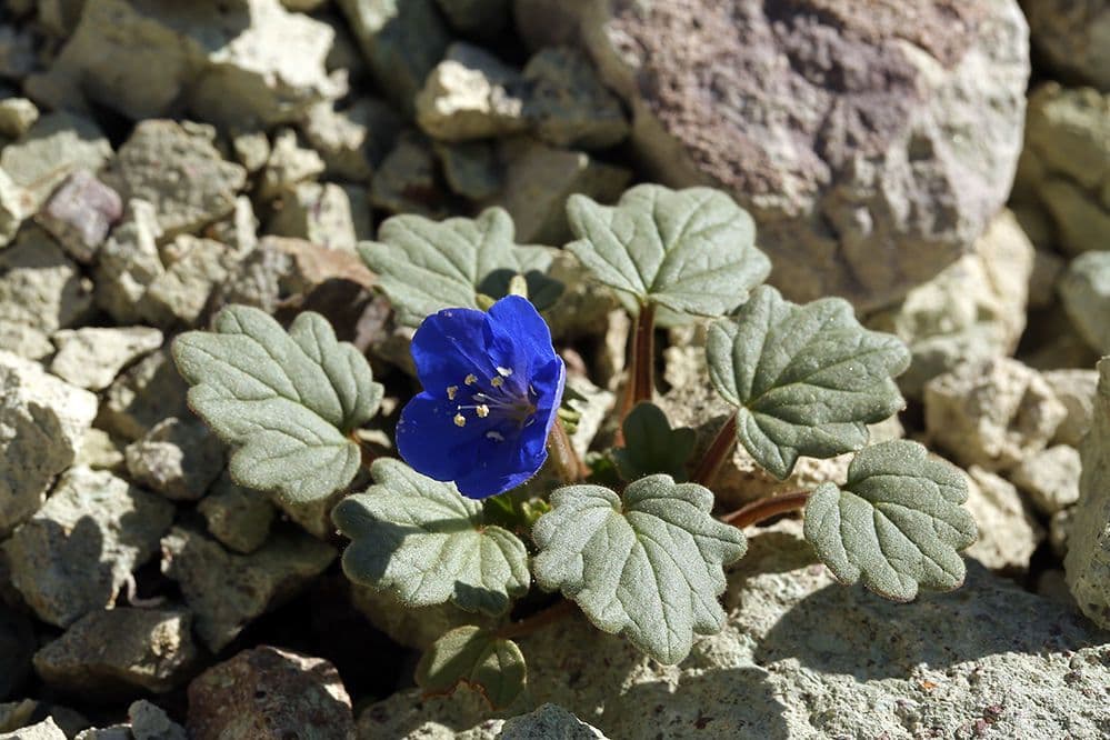 Charlottes Phacelia 7