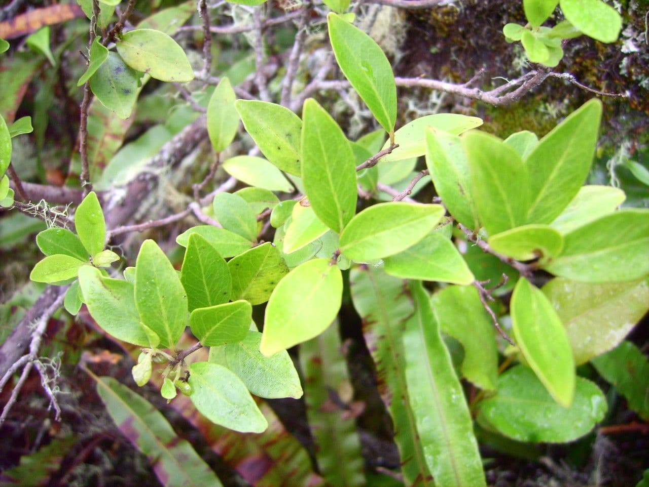 Embelia 17
