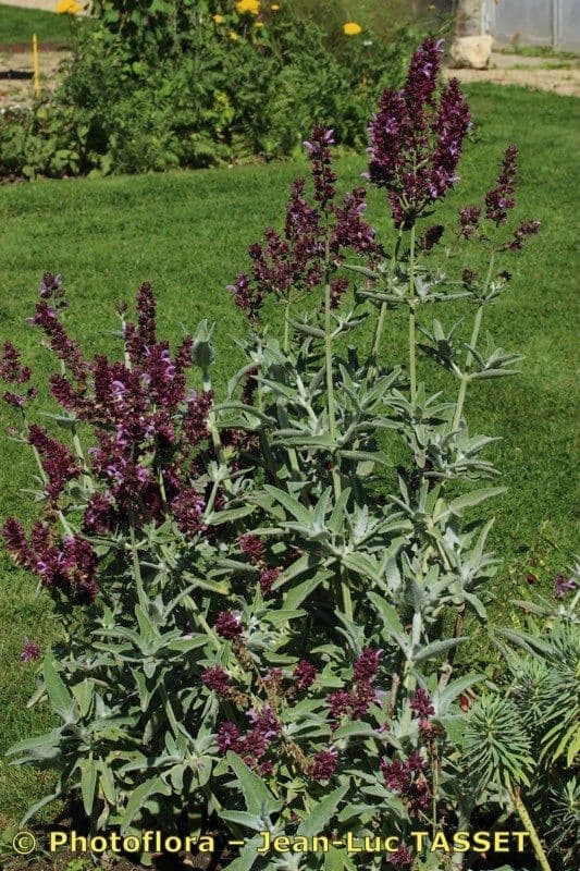 Salvia 7