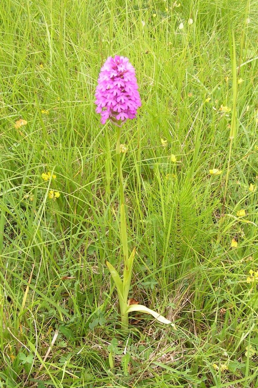 Orchis pyramidal 13