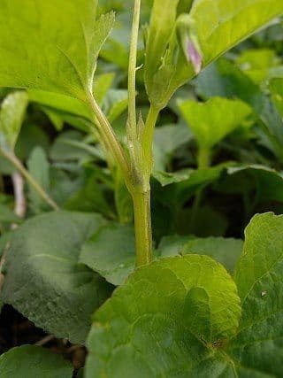 Viola del Canada 16