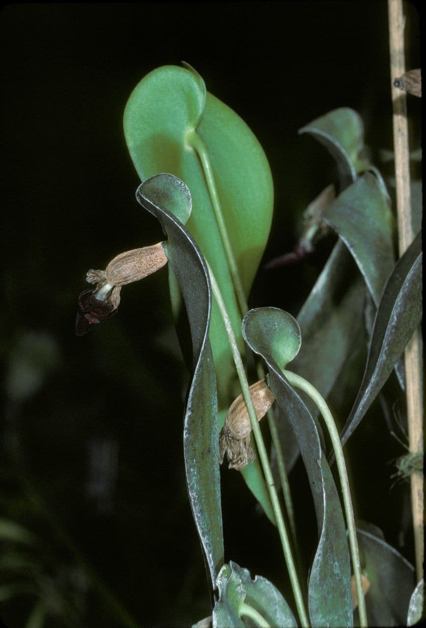 Pleurothallis 4