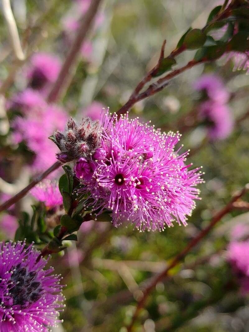 Kunzea 4