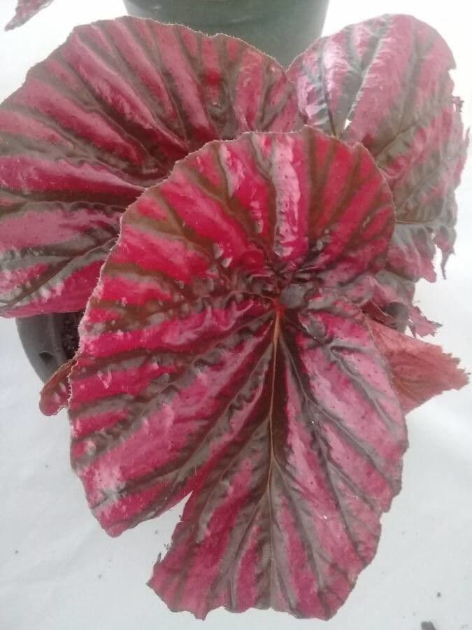 Begonia brevirimosa 13