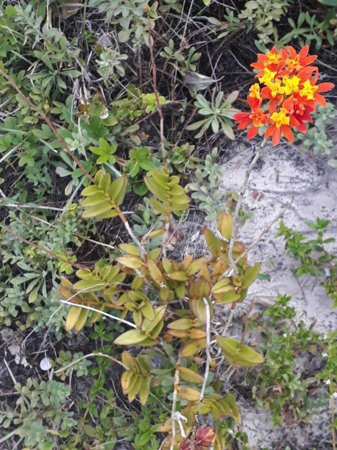 Epidendrum ibaguense 10