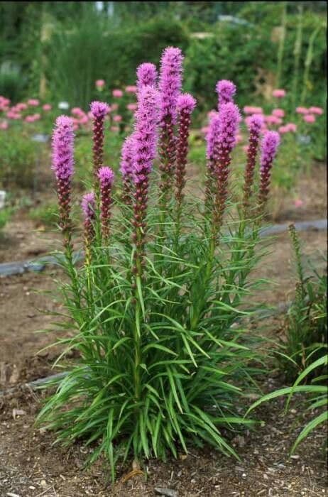 Liatris espigada 8