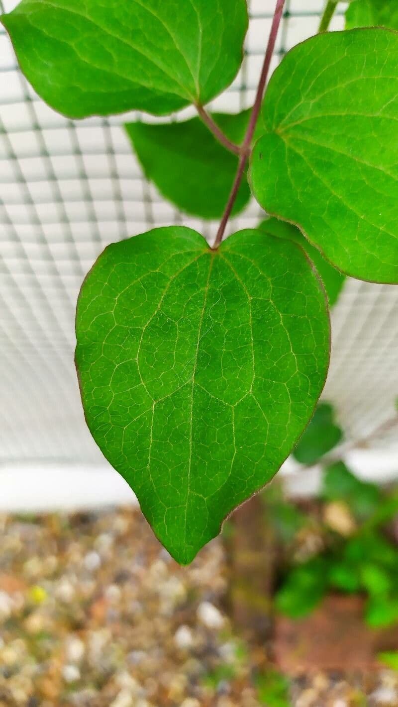 Clematis 8