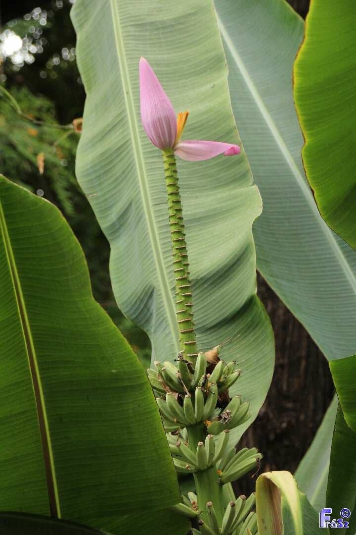 Banan fieristico 12