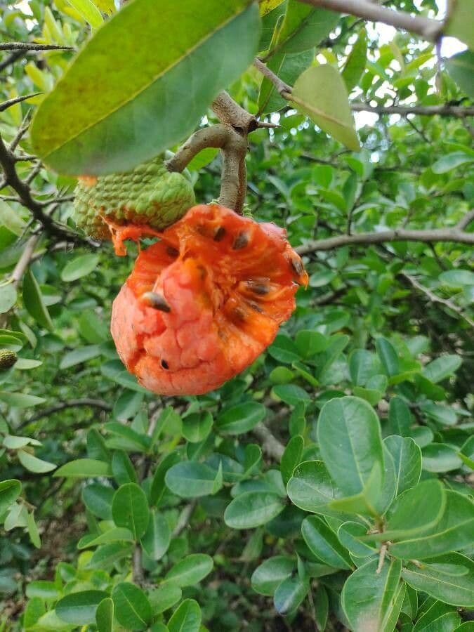 Annona 3