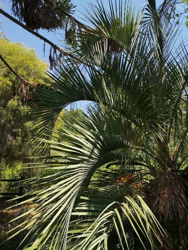 Butia 5