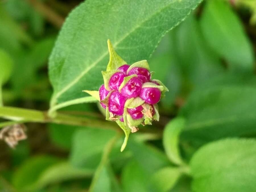 Lantana 2