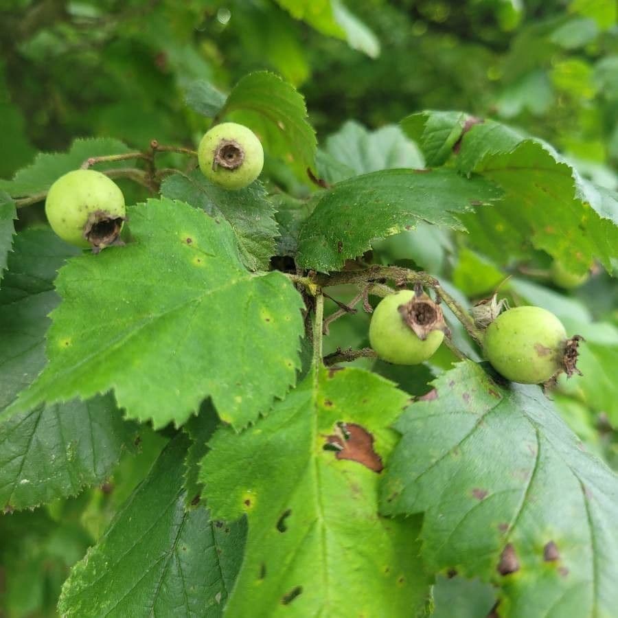 Hagelweisse 2