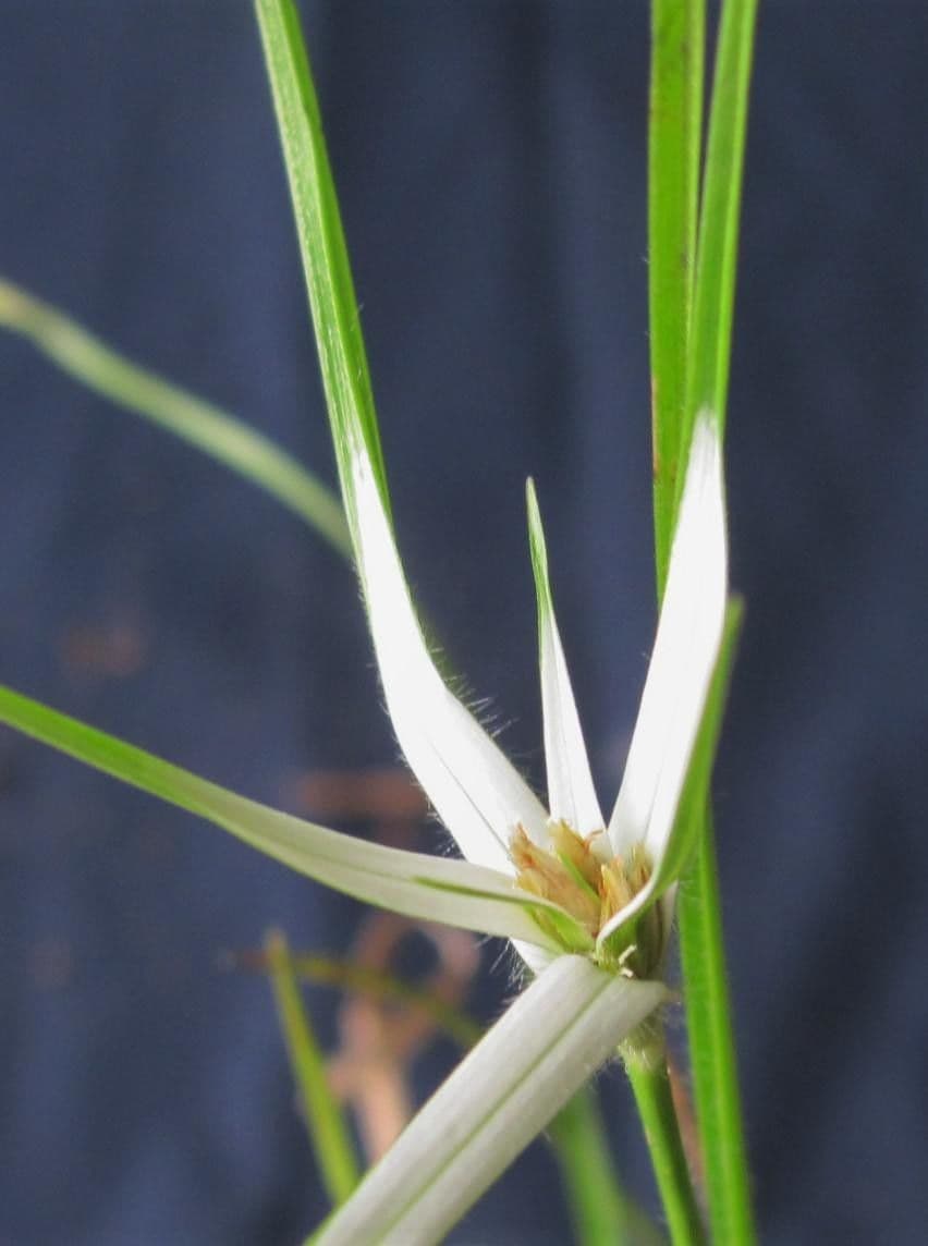 Rhynchospora 20