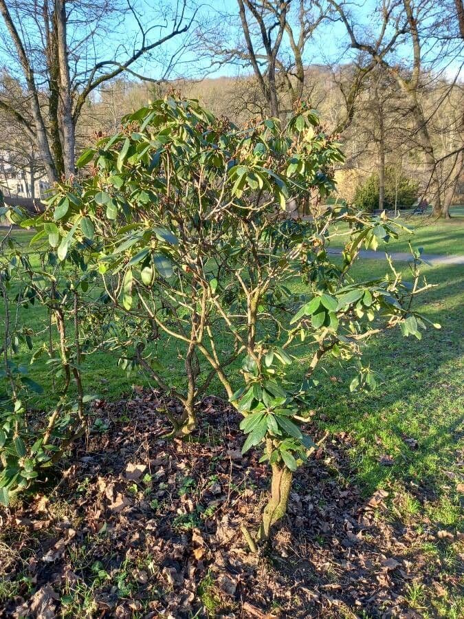 Rododendro massimo 11