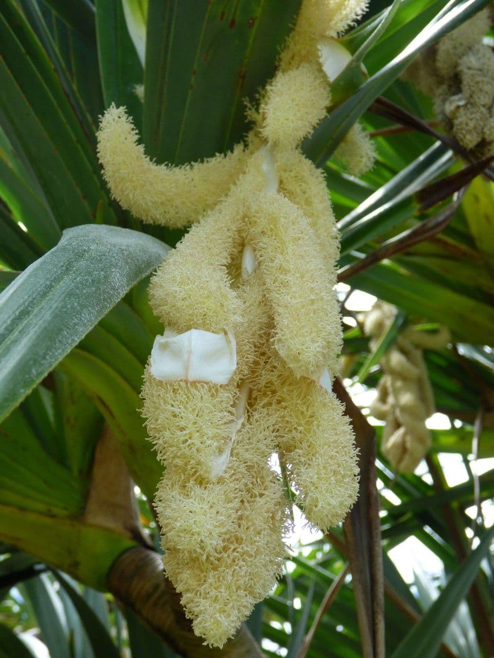 Pandano 10