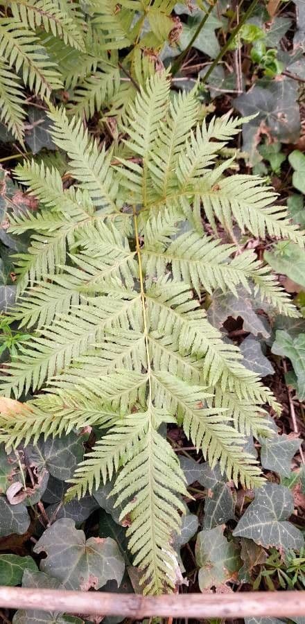 Pteris tremula 3