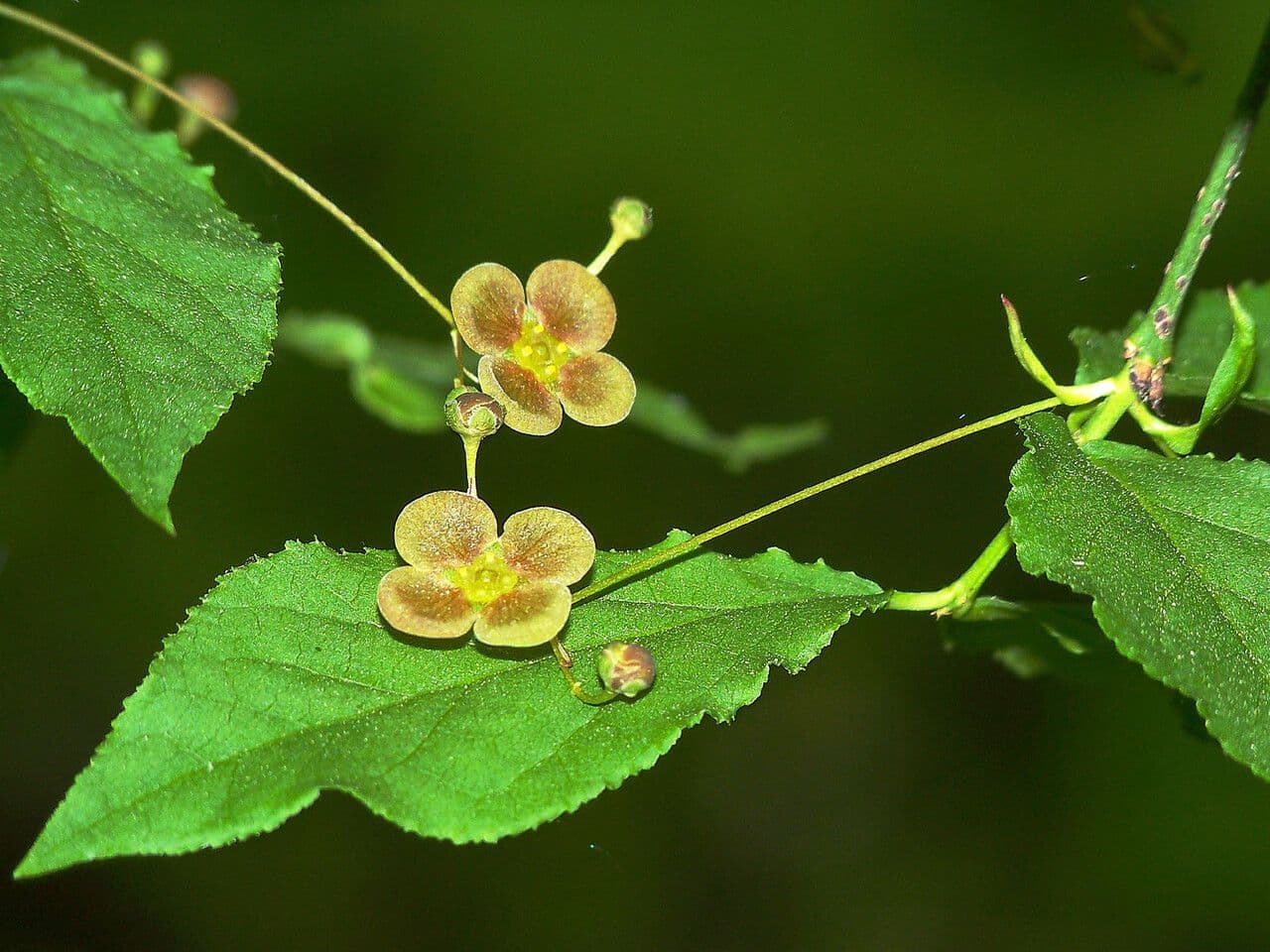 Euonymus 10