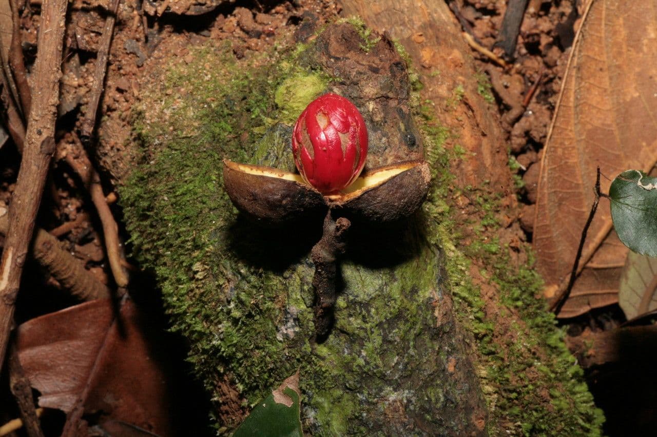 Virola Micheli