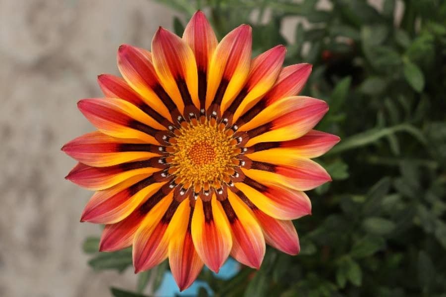 Gazania 9