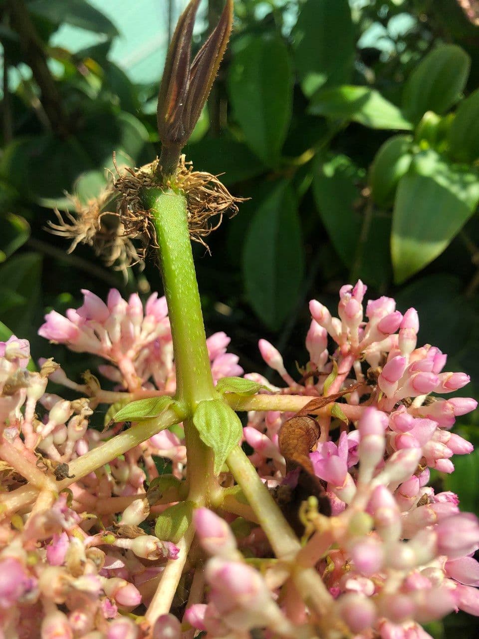 Medinilla 9