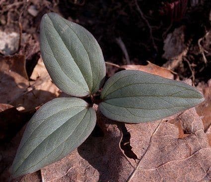 Trillium nivale 11