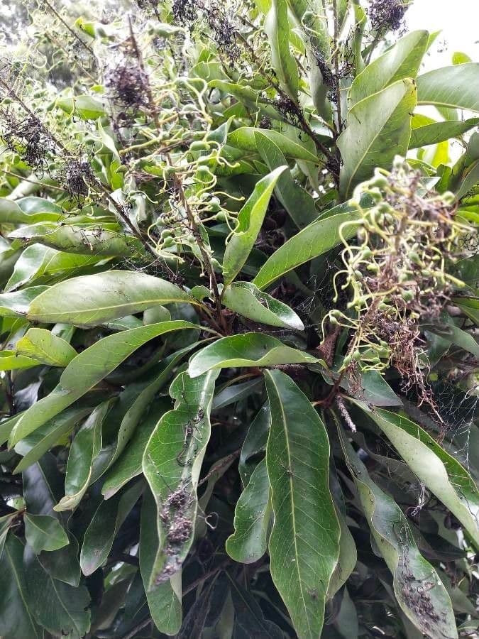 Sleumerodendron 13