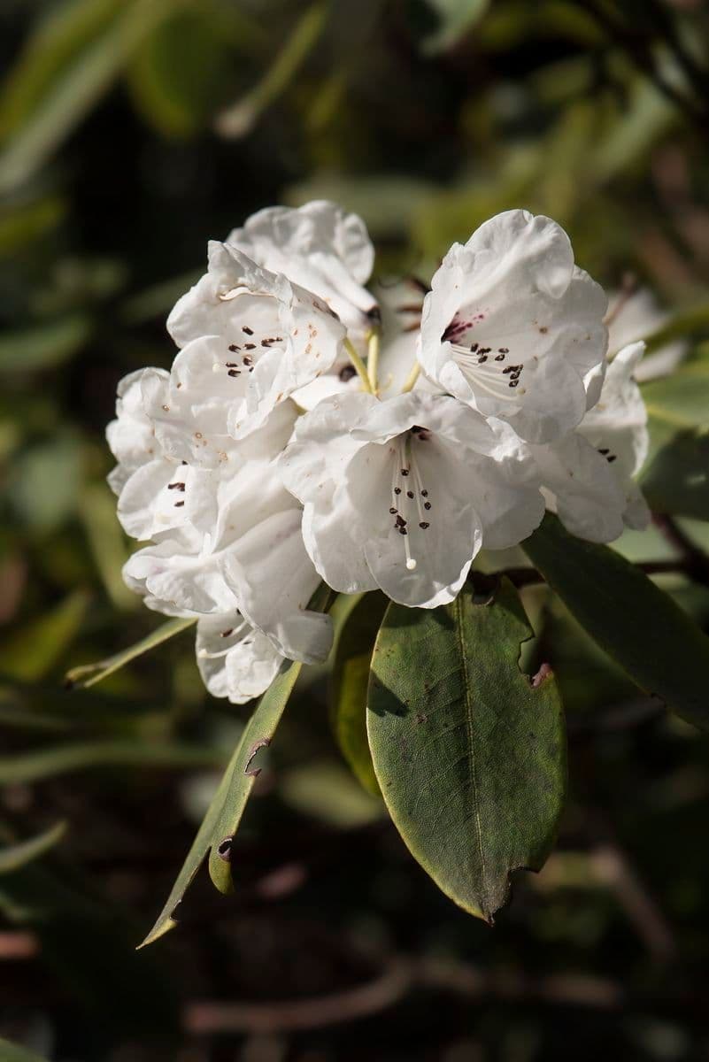 Rododendro maculato