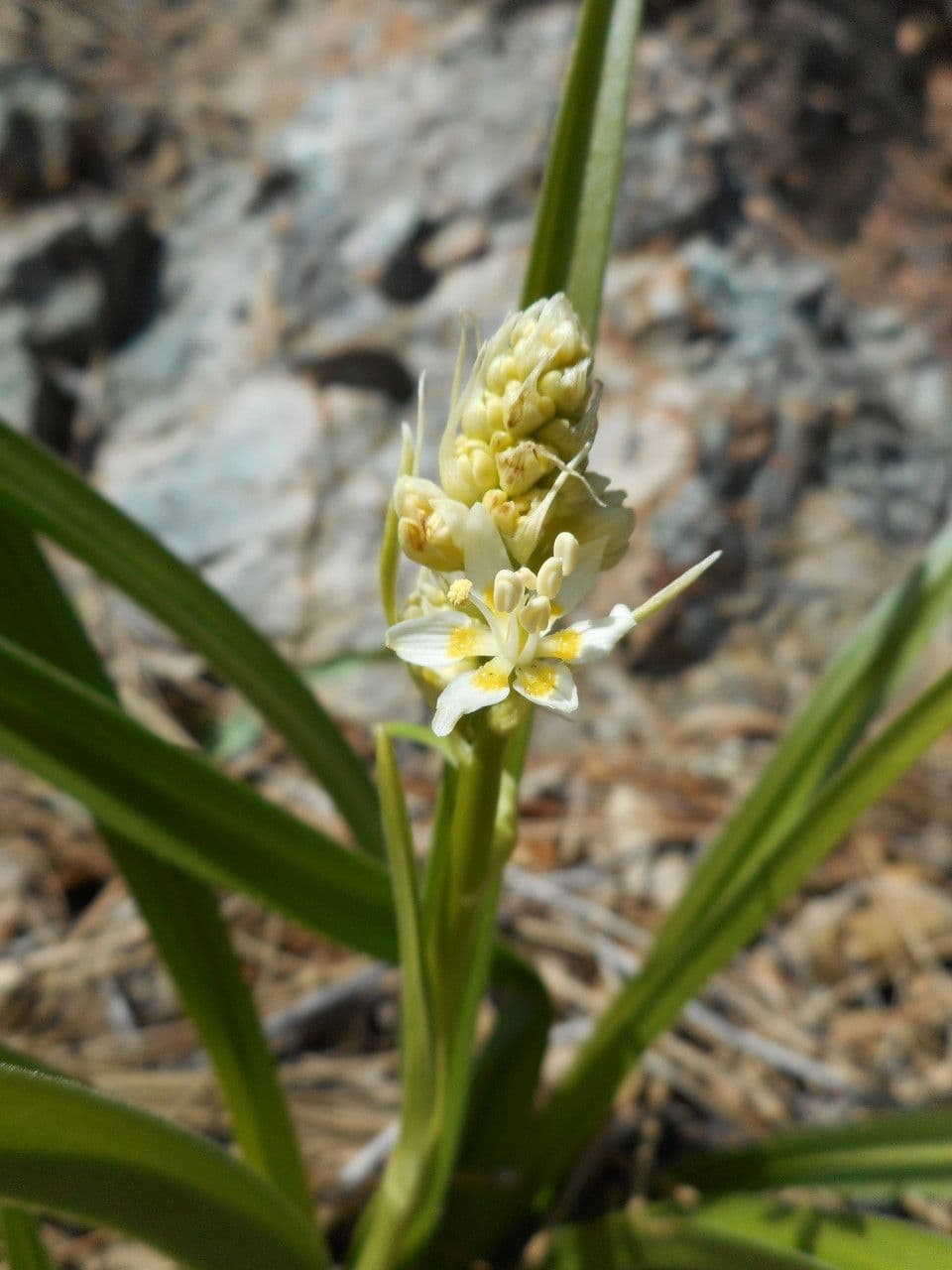 Toxicoscordion fremontii 2
