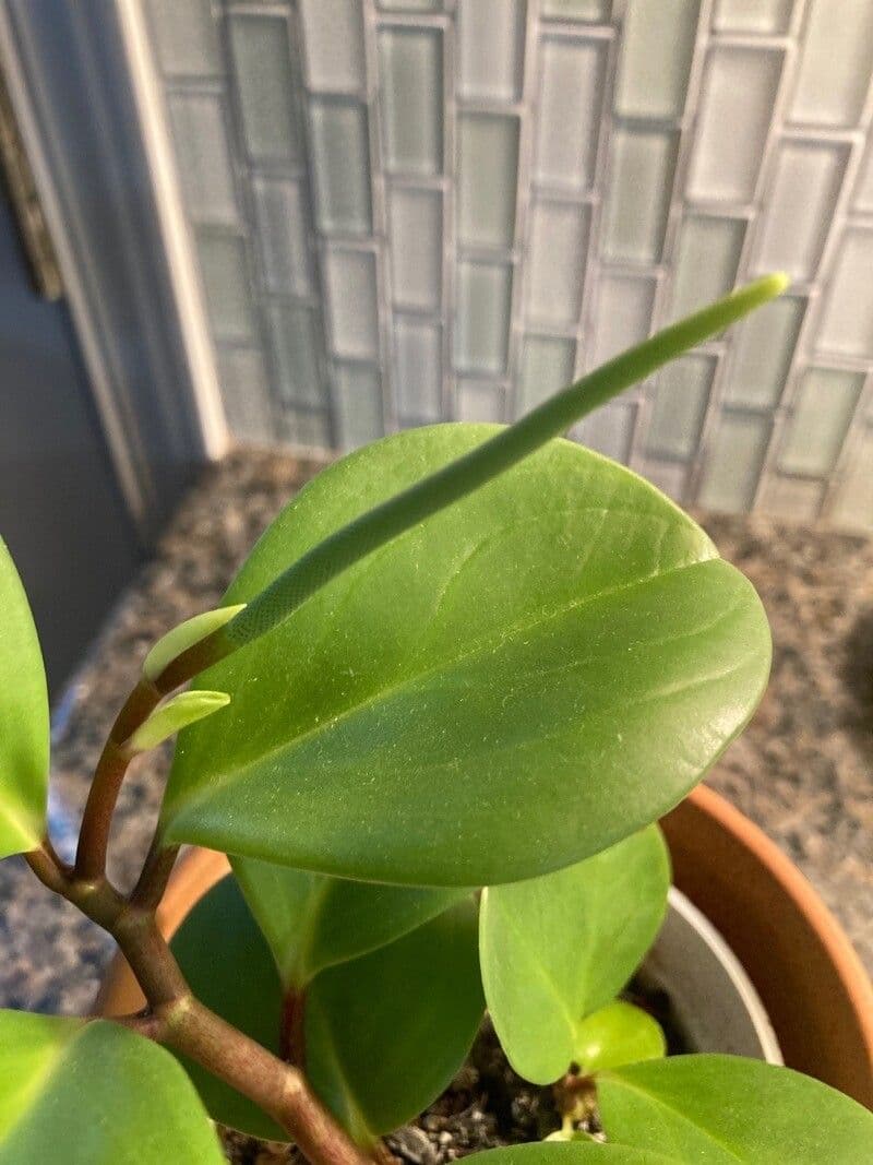 Peperomia 24