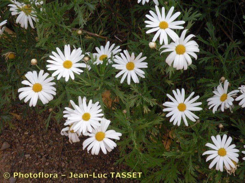 Argyranthemum 5