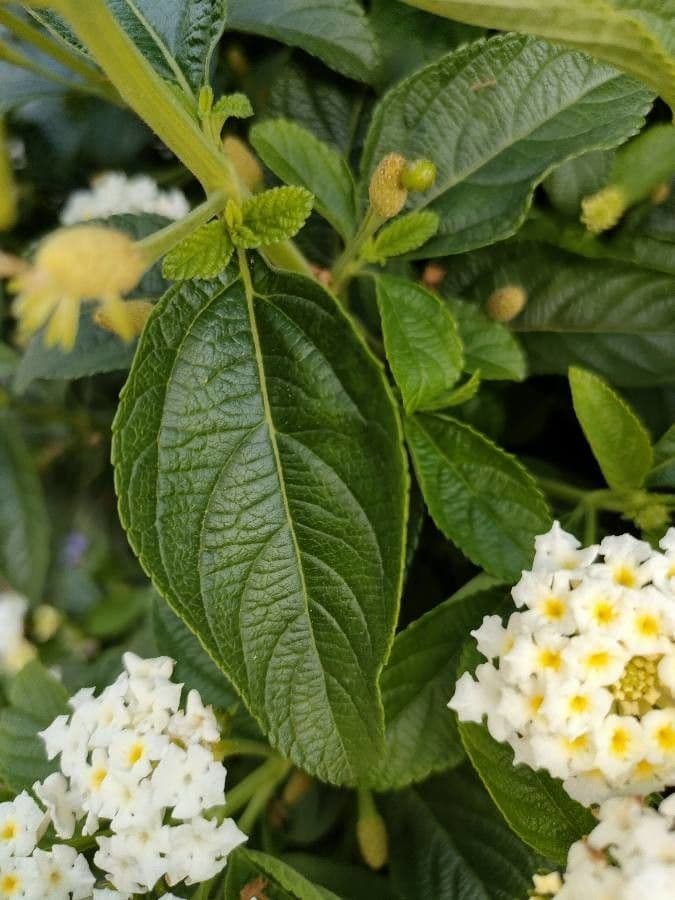 Lantana canescens 16