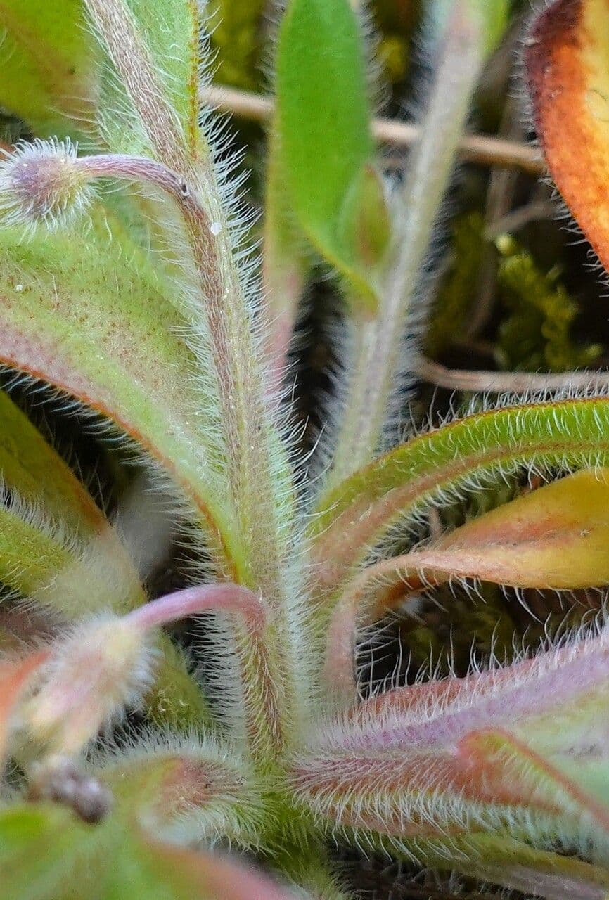 Miosotide ramosissima 21